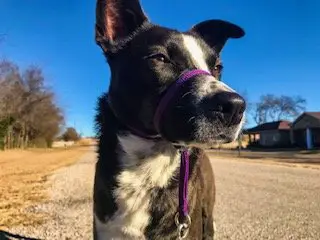 The  Best No Pull Dog Leash Ever Invented