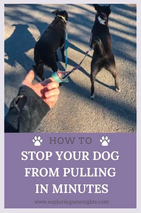 The Best No Pull Dog Leash Ever Invented - Exploring New Sights