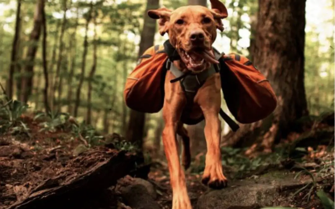 Camping with your Dog | Must-Have Dog Camping Gear for a Safe Trip